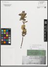 Foto von Salix purpurea L.